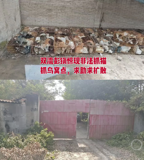 掌尚策 成都双流惊现疑似非法抓猫窝点，上百只猫被关在铁笼中，当地回应